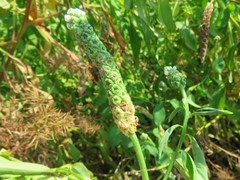 Sphenoclea zeylanica