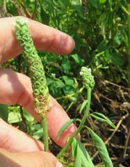 Sphenoclea zeylanica