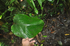 Marantaceae