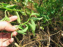Sphenoclea zeylanica