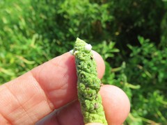 Sphenoclea zeylanica