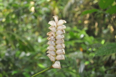 Marantaceae