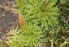 Austrolycopodium fastigiatum
