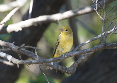 Piranga olivacea