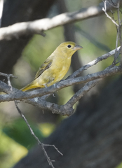 Piranga olivacea