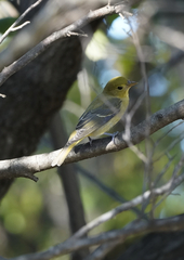 Piranga olivacea