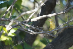 Piranga olivacea
