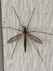 Tipula oleracea