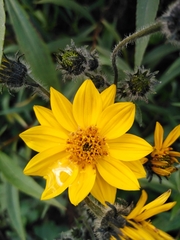Simsia amplexicaulis