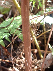 Leucopogon australis