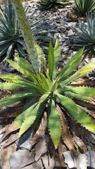 Agave xylonacantha