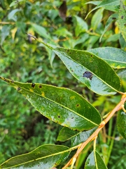 Salix lucida