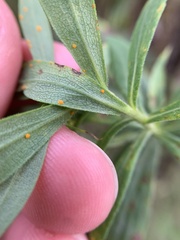 Coleosporium solidaginis