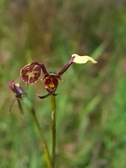 Diuris pardina