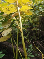 Reynoutria sachalinensis