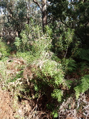 Leucopogon australis