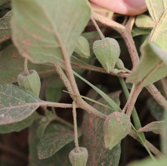 Physalis mollis