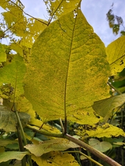 Reynoutria sachalinensis