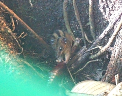 Monodelphis iheringi