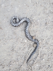 Sistrurus miliarius barbouri