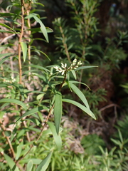 Leucopogon australis