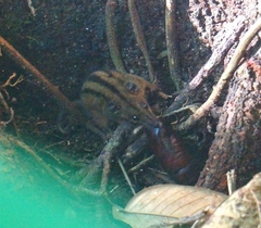 Monodelphis iheringi