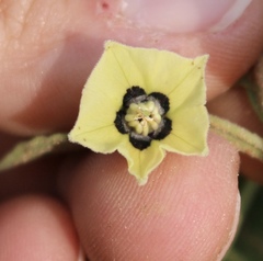 Physalis mollis