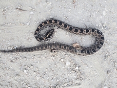 Sistrurus miliarius barbouri