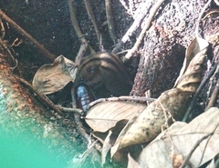 Monodelphis iheringi