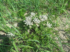 Glehnia littoralis
