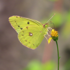Colias poliographus