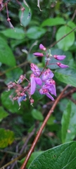 Desmodium incanum