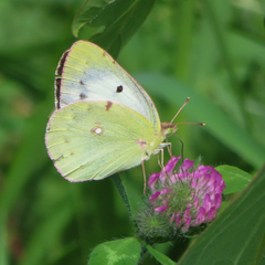 Colias poliographus