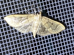 Herpetogramma theseusalis