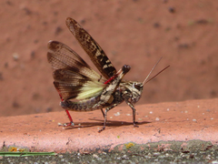 Oedaleus infernalis