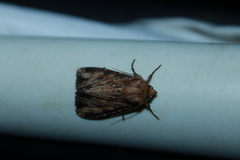 Apamea lignicolora