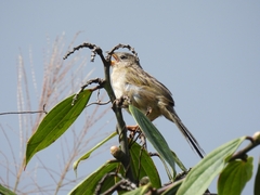 Emberizoides herbicola