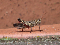 Oedaleus infernalis