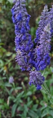 Salvia lavanduloides