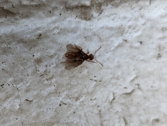Lasius interjectus
