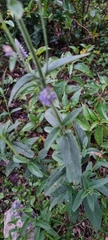 Salvia lavanduloides