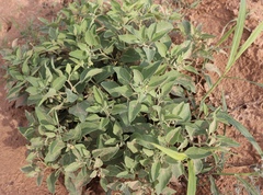 Physalis mollis
