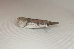 Peoria longipalpella