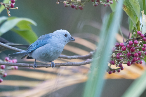 Blue-gray Tanager, photo 8 of 10