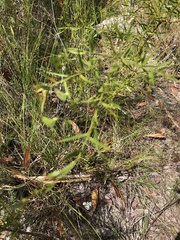 Daviesia umbellulata