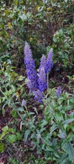 Salvia lavanduloides