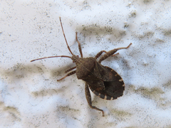 Acanthocoris sordidus