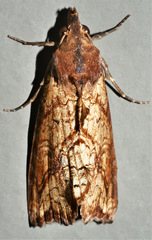 Plusiodonta arctipennis