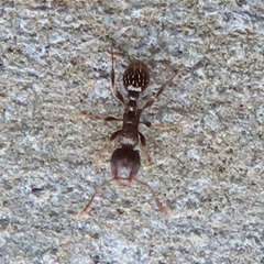 Tetramorium tsushimae