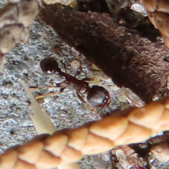 Tetramorium tsushimae